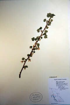 Image of wax currant