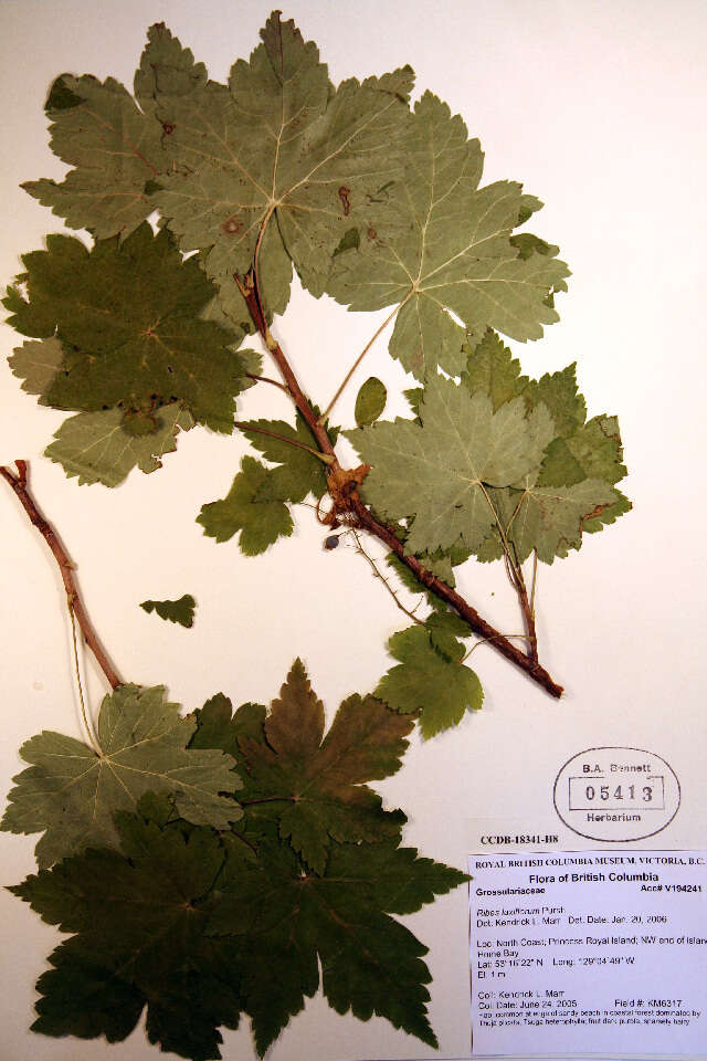 Image de Ribes laxiflorum Pursh