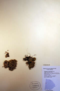 Image of Saxifragales