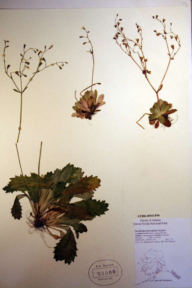 Image of Russet-Hair Pseudosaxifrage