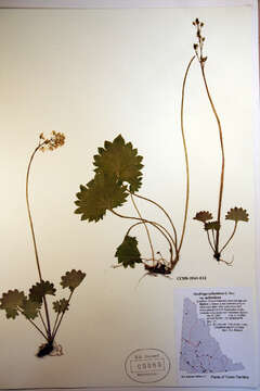 Image of Saxifragales