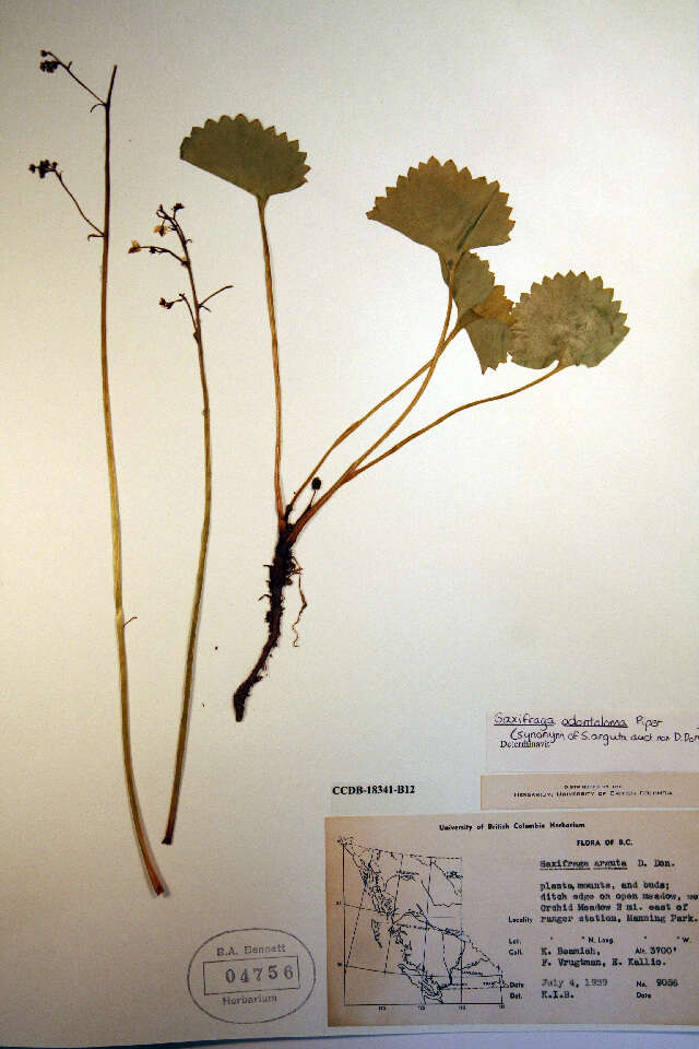 Sivun Micranthes odontoloma (Piper) A. A. Heller kuva