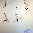 Image of bract saxifrage
