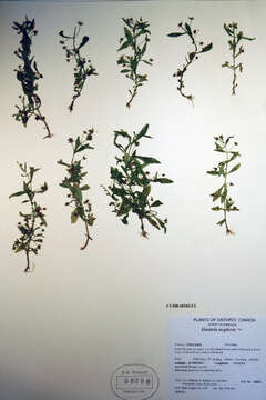 Image of clammy hedgehyssop