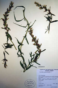 Image of Labrador Indian paintbrush