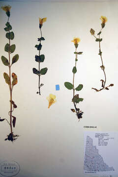 Image of Mimulus guttatus