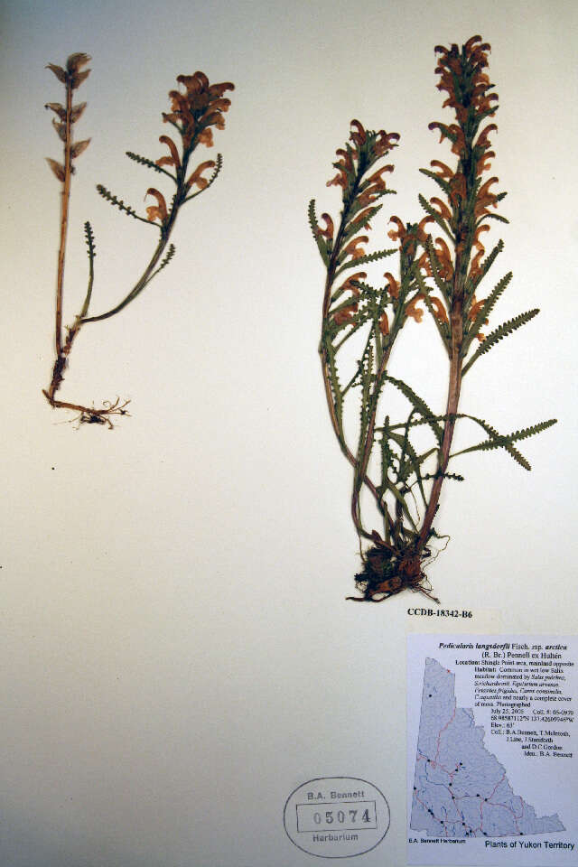 Imagem de Pedicularis langsdorffii Fisch. ex Stev.