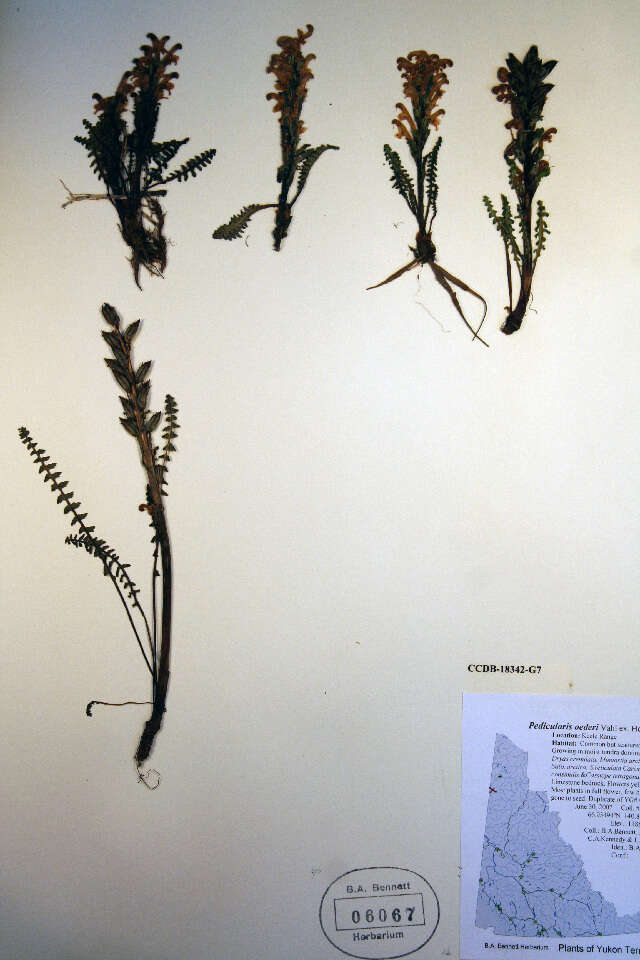 Image of Oeder's lousewort