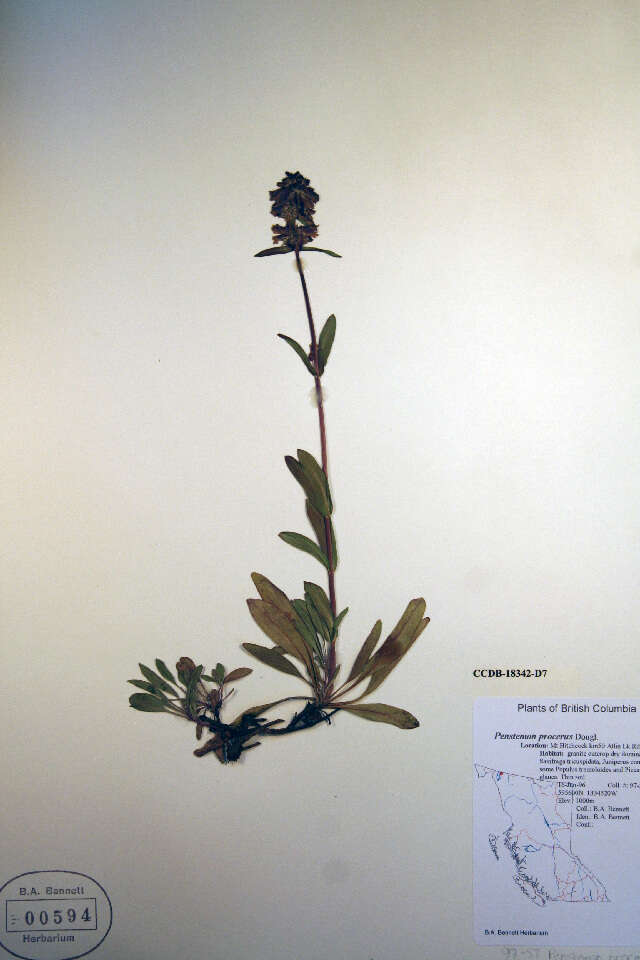 Image of littleflower penstemon