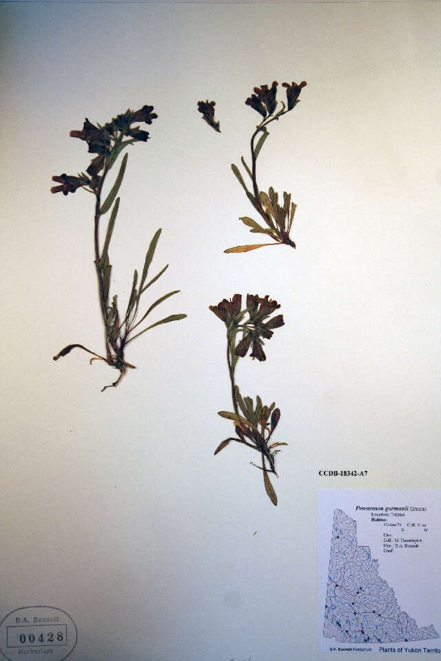 Image of Gorman's beardtongue