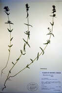 Image of Yellow rattle