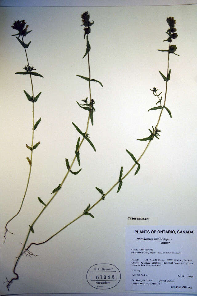 Image of Yellow rattle