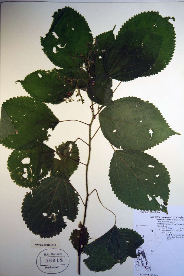 Laportea canadensis (L.) Wedd.的圖片