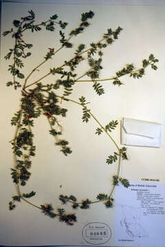 Image of puncturevine