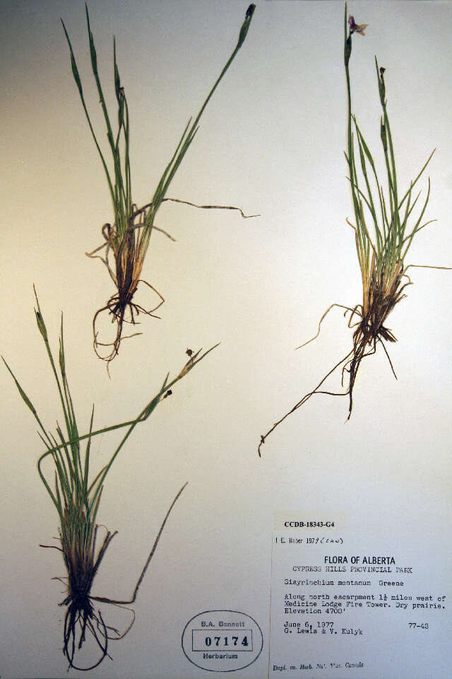 Image of strict blue-eyed grass