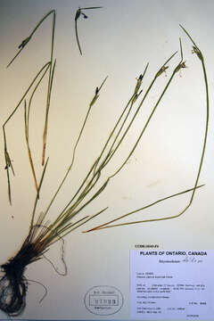 Image of white blue-eyed grass