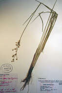 Imagem de Juncus oxymeris Engelm.