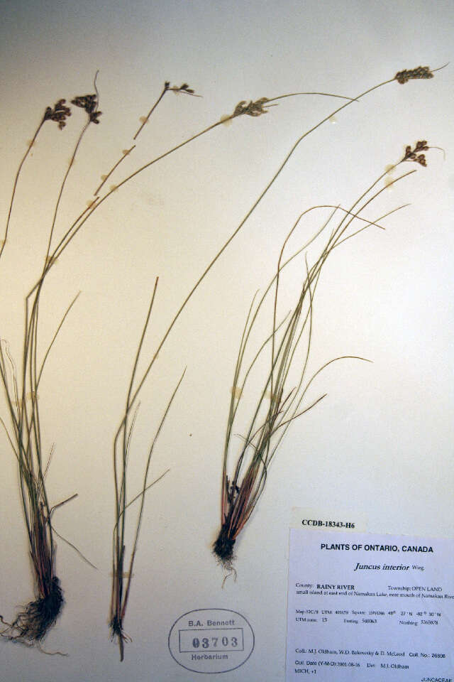 Image de Juncus interior Wiegand