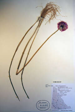 Image of wild chives