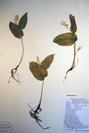 Image of Canada mayflower