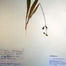 Image of Western False Deathcamas