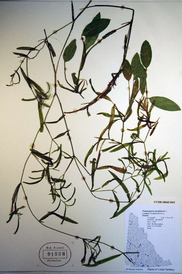 Image of Various-leaved Pondweed