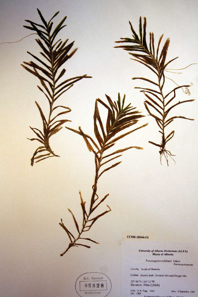 Image of Robbins' pondweed