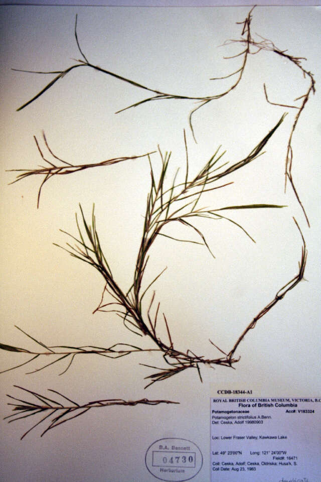 Image of narrow-leaved pondweed