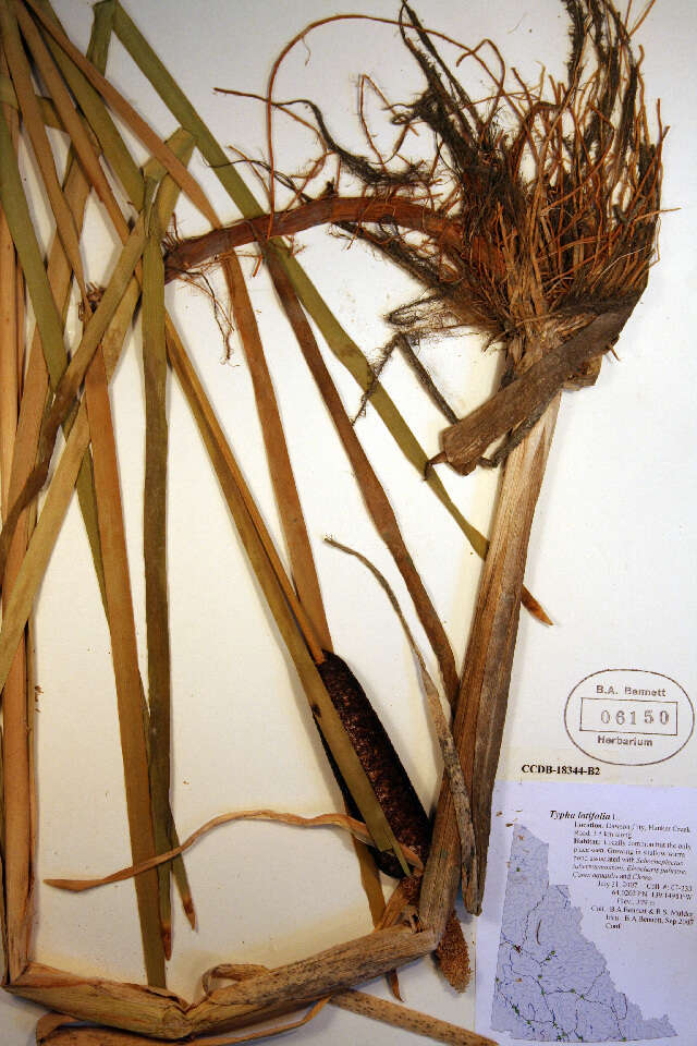 Plancia ëd Typha latifolia L.