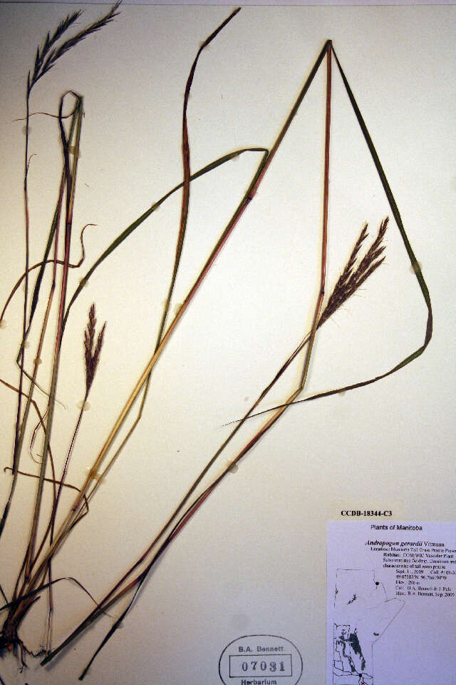 Imagem de Andropogon gerardii Vitman