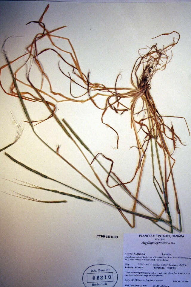 Image of jointed goatgrass