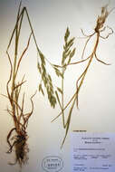 Imagem de Bromus secalinus L.