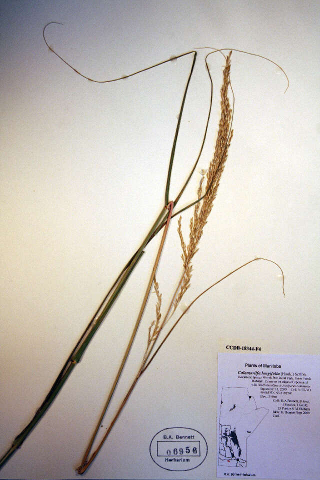 Image of prairie sandreed