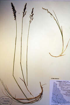 Image of Holm's reedgrass