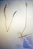 Image of Holm's reedgrass