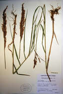 Imagem de Calamagrostis epigeios