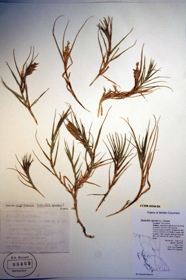 Image of saltgrass