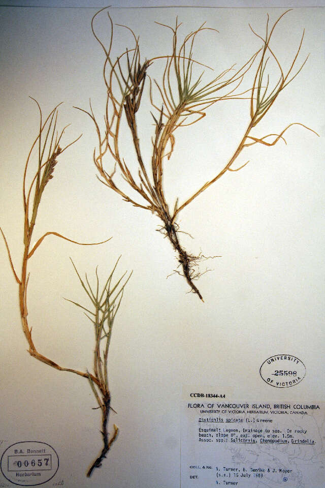 Image of saltgrass