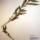 Image of Deer-Tongue Rosette Grass
