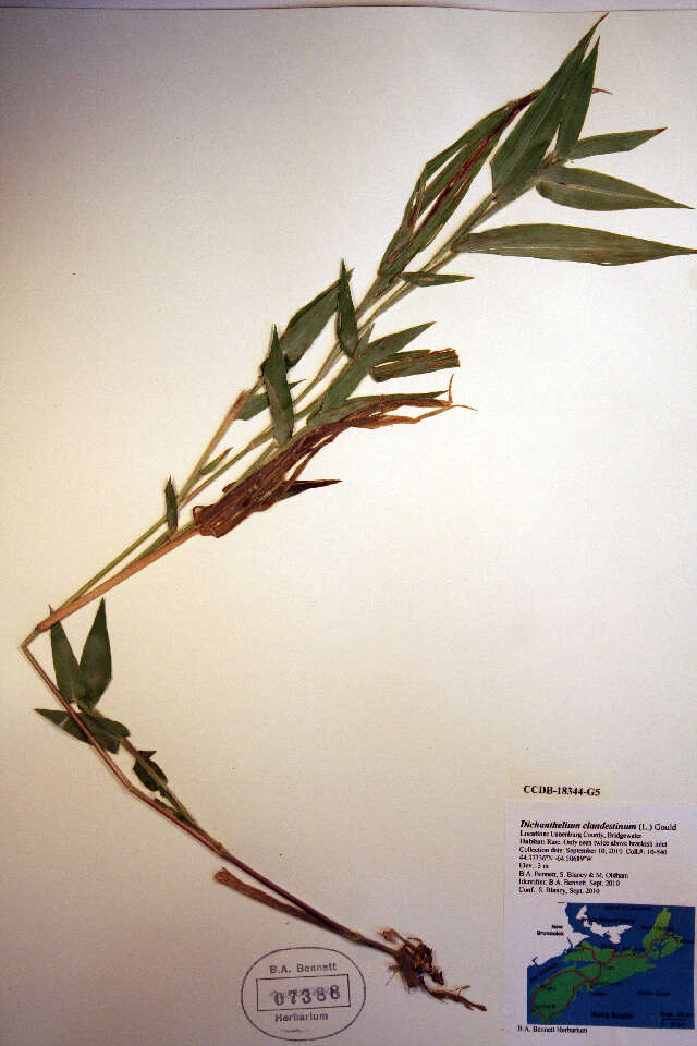 Imagem de Panicum clandestinum L.