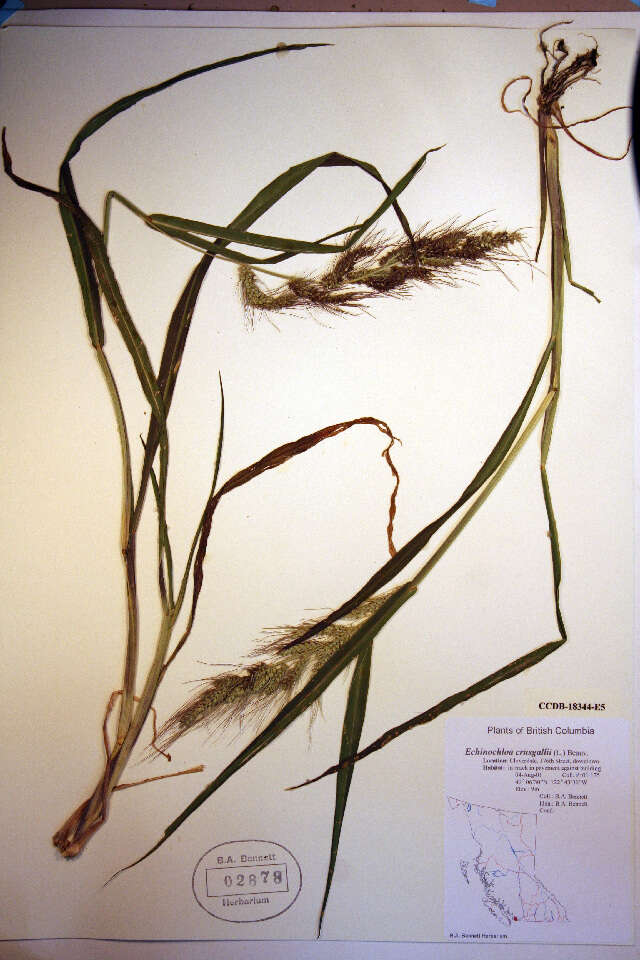 Echinochloa crus-galli (L.) P. Beauv. resmi