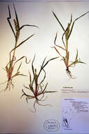 Echinochloa crus-galli (L.) P. Beauv. resmi