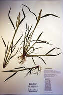 Echinochloa crus-galli (L.) P. Beauv. resmi