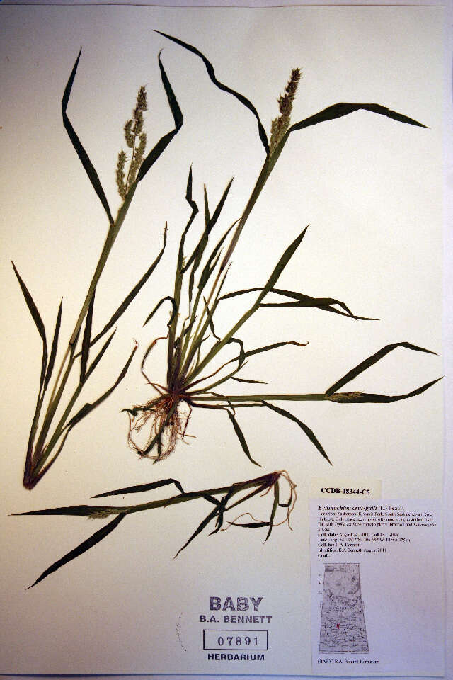 Echinochloa crus-galli (L.) P. Beauv. resmi