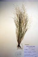 Image of Indian lovegrass