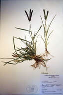 Image of Indian goosegrass