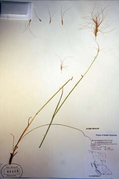 Imagem de Elymus elymoides (Raf.) Swezey