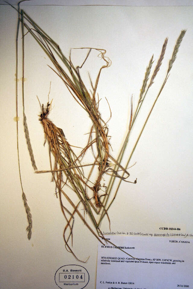 Image of thickspike wheatgrass