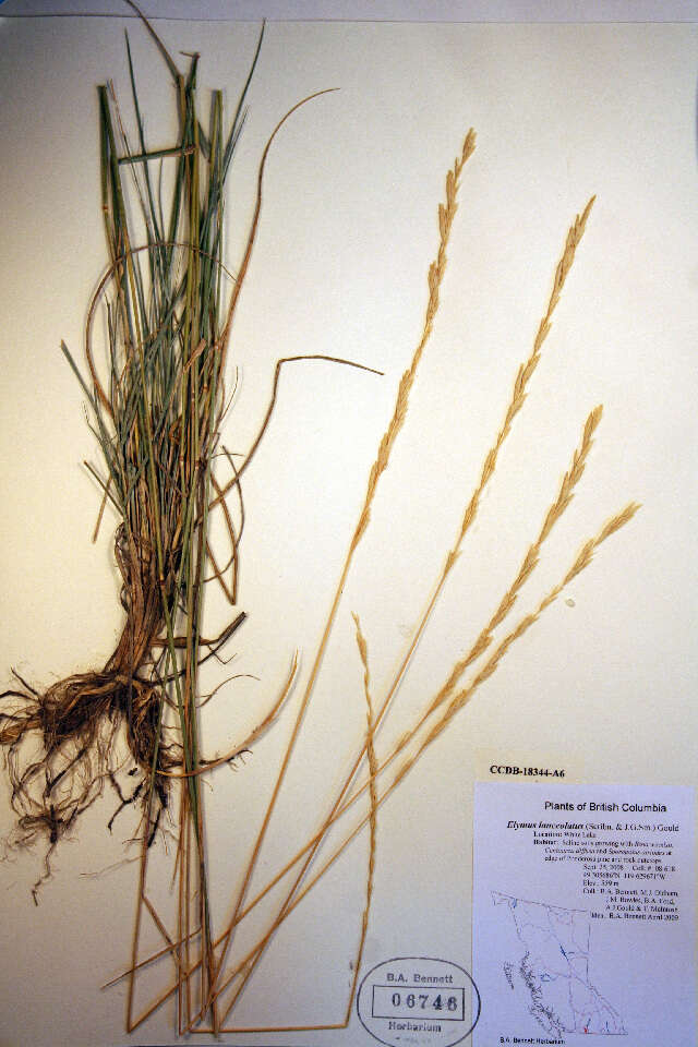 Image of thickspike wheatgrass