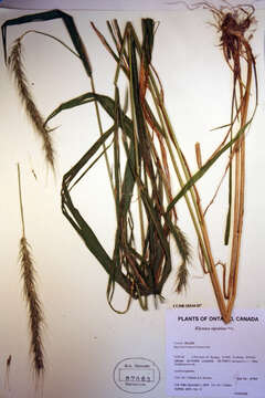 Imagem de Elymus riparius Wiegand